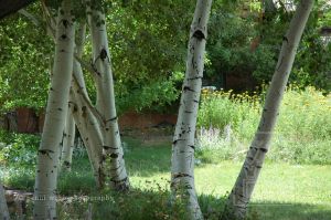 Taos Aspens 27 dpi 72 wm.jpg